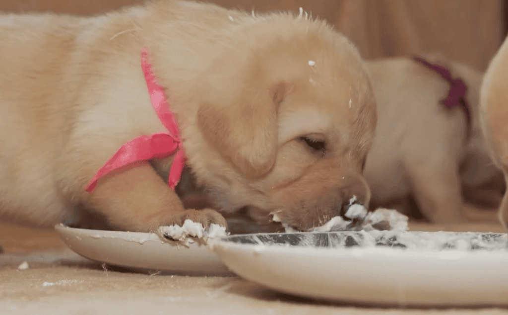 How to Prepare and Serve Rice Safely for Your Dog