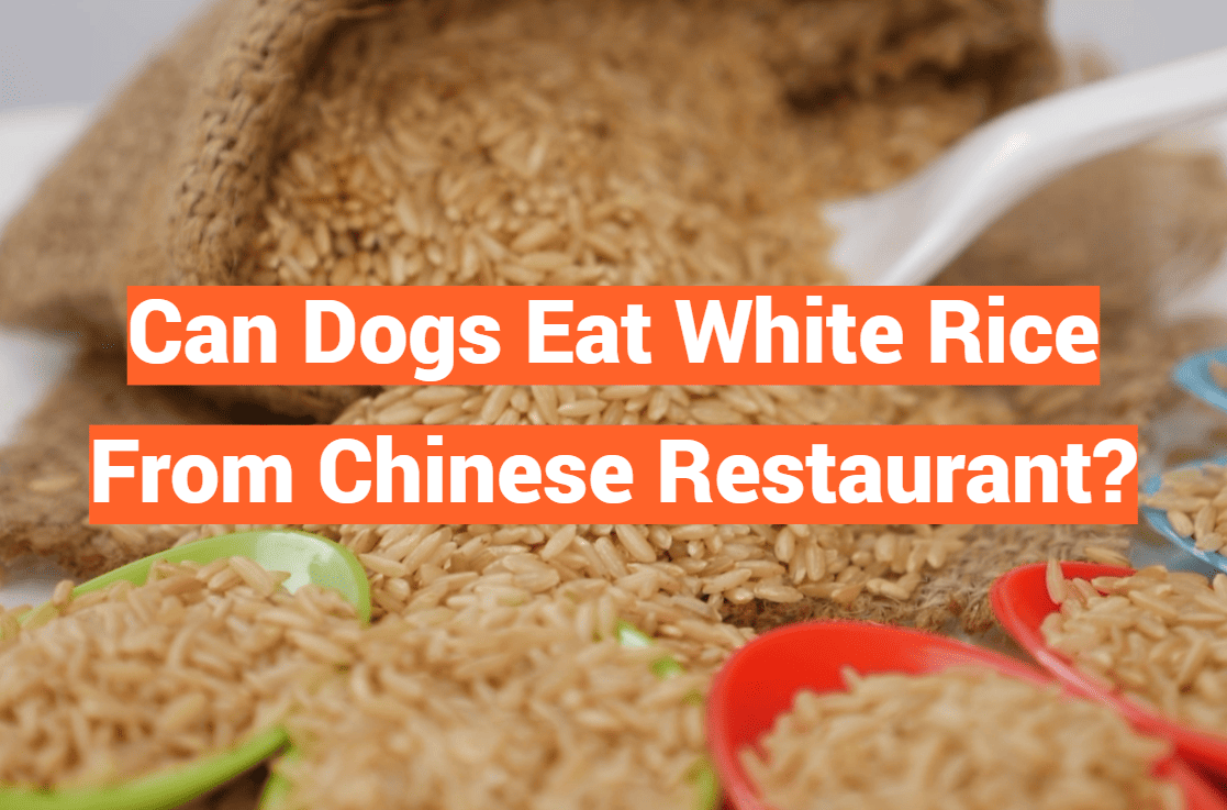 Can Dogs Eat White Rice From Chinese Restaurant?