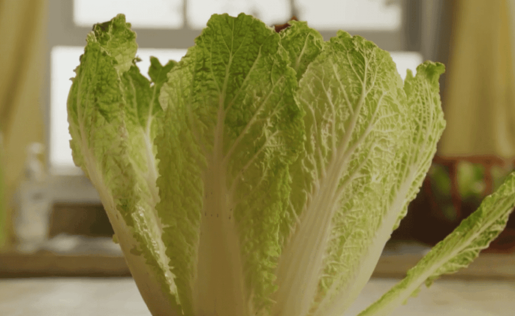 Step-by-Step Guide for Chinese Cabbage Salad Recipe